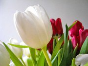 ❀✿❀✿ G ♥ Ü ♥ N ♥ A ♥ D ♥ I ♥ N ♥ L ♥ A ♥ R ♥❀✿❀✿GOOD ❀✿❀✿ MORNİNG❀✿❀✿ 