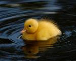 Duckling