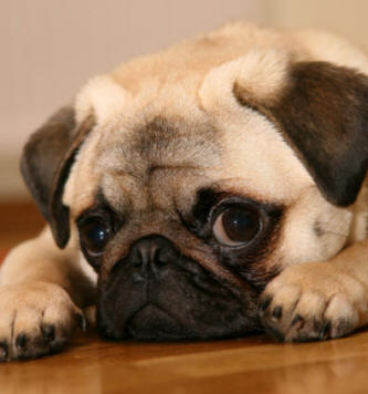 Pug Cinsi KöPEk(Maraz alinin köpegi)