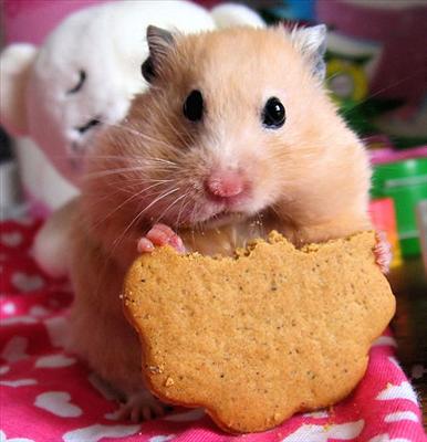 Hamster(Fındık Faresi)