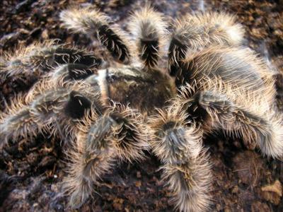 Brachypelma albopilosum