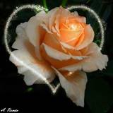 the rose of my heart 