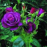 good evening:)