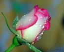 rose-hearted