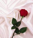 bed a rose~)~