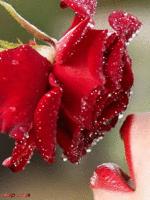 the smell of roses
