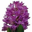 specia flower for u