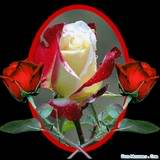 emotional  rose