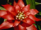 sweet flower