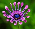 the flower of peace