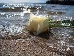 rose on the beach