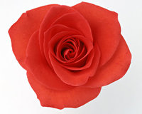 fiori