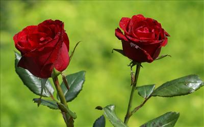 red rose