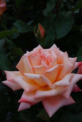 fiori
