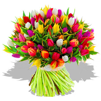 Tulipani
