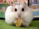 hamster