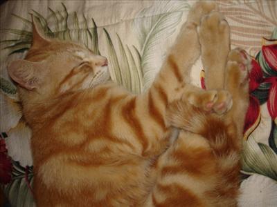 Kitty Kutums