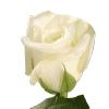 rose4