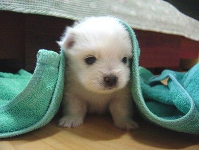 tatlı köpek