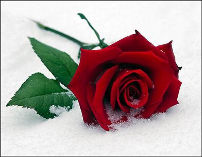 rose for you