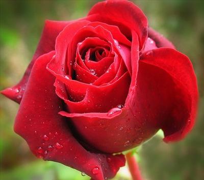 rose for you
