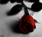single rose