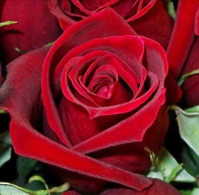 rose for you