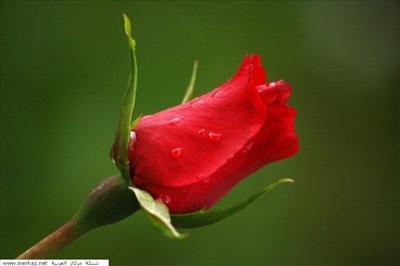 rose for you