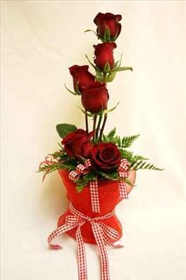 rose for you