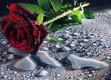 rose