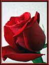 rose for you