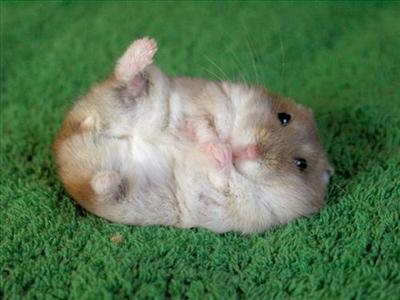Balloon filled with evil Hamsters