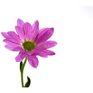 Pink flower