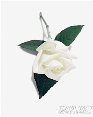 White flower