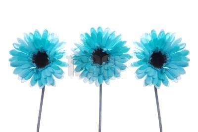 Blue flower