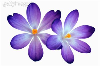 Purple flower