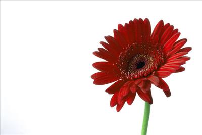 Red flower