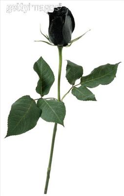 Black flower
