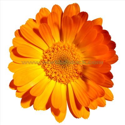 Orange flower