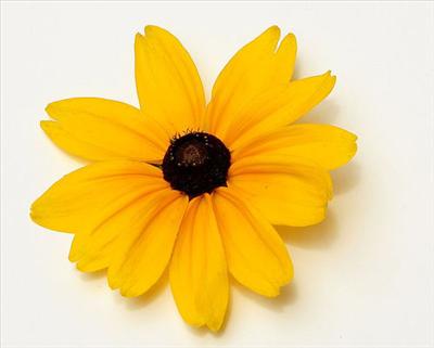 Yellow flower