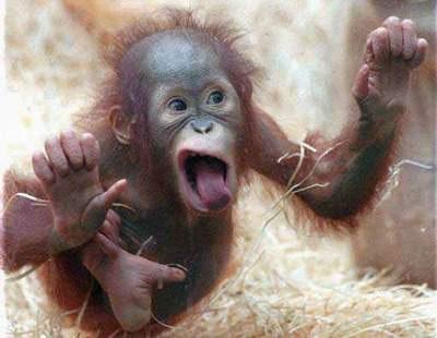 Orangurascal