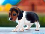 Puppy
