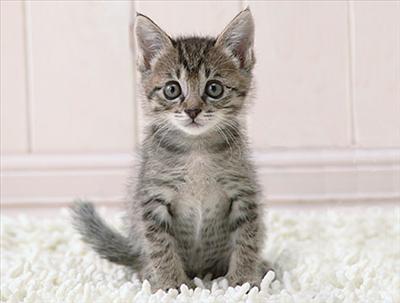 Cat/kitten