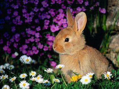 un animal
