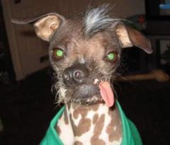 Un Bel cane