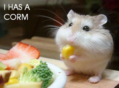 I has a corm