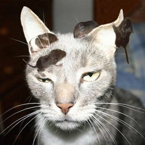 Đáng ghét!