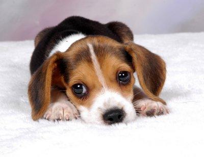Porthos (ships pet)