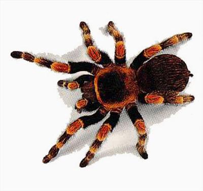 Mexican Red-kneed Tarantula