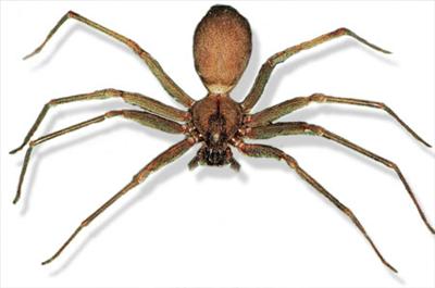 Brown Recluse